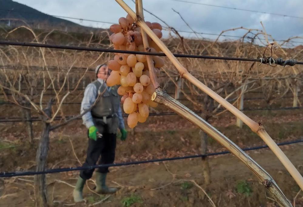 Sarigol Baglarinda Asirlik Hikaye Coban Uzumu Kisin Yuz Gulduruyor (1)