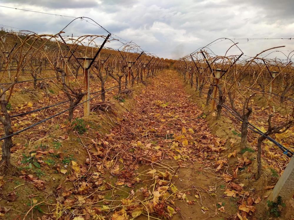 Sarigol Baglarinda Asirlik Hikaye Coban Uzumu Kisin Yuz Gulduruyor (2)
