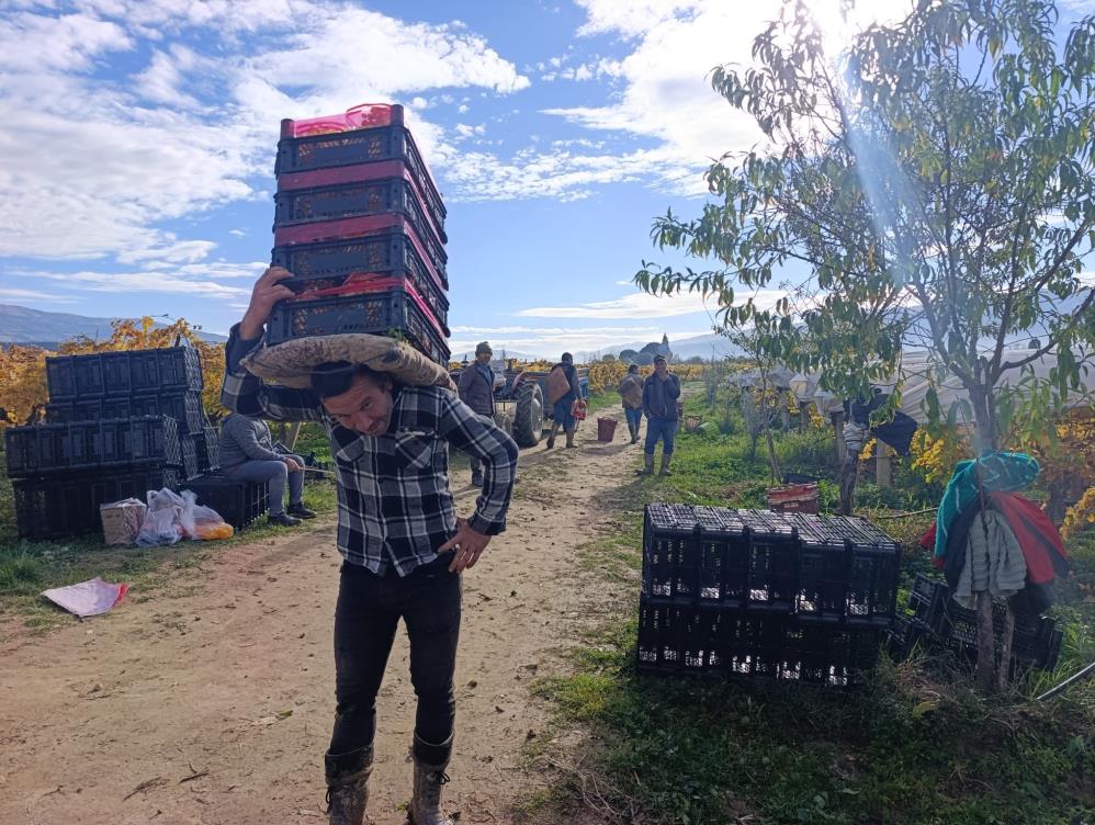 Sarıgöl Üzüm (2)-2