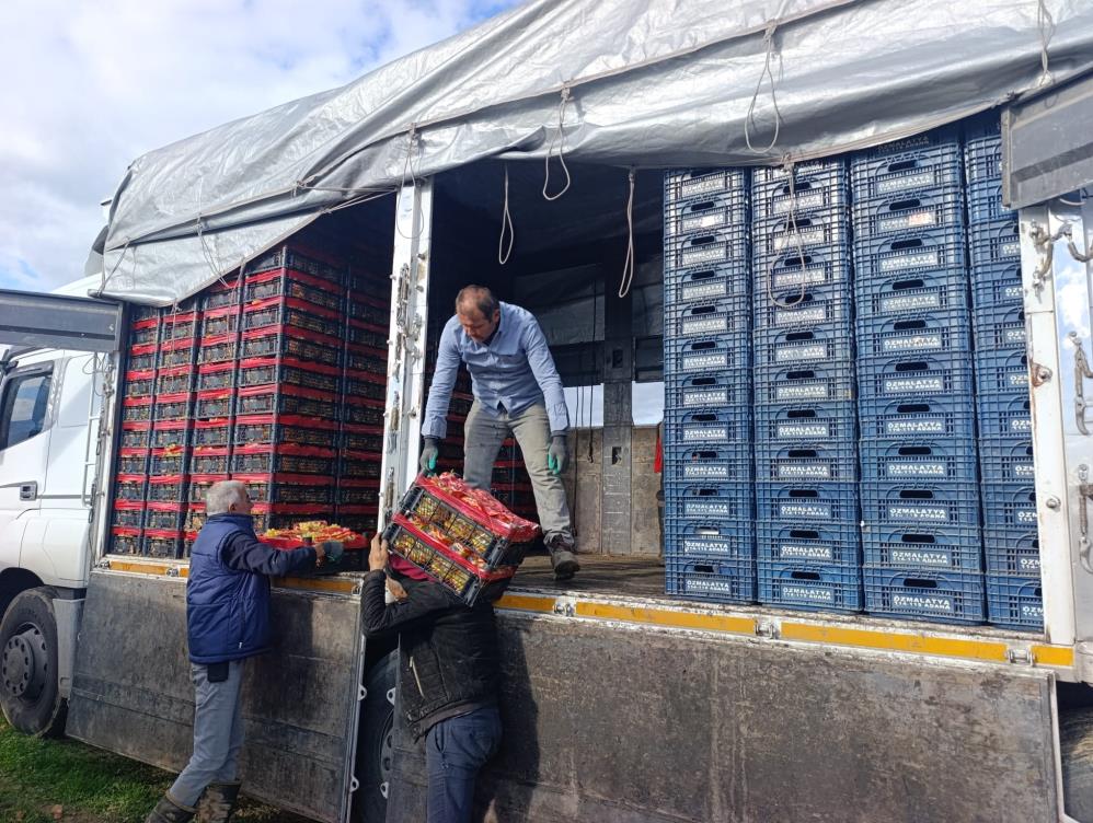 Sarıgöl Üzüm (4)