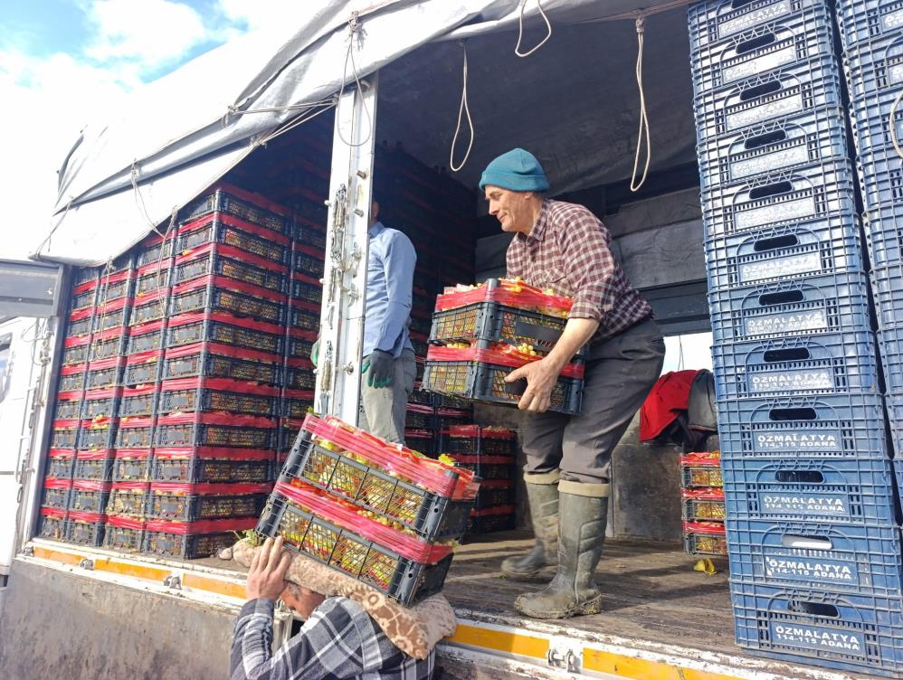 Sarıgöl Üzüm (5)