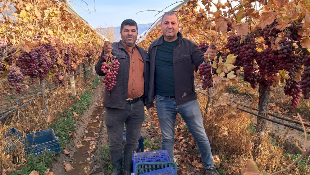 Sarigol Uzumleri Yeni Yil Sofralari Icin Pazara Indi (1)