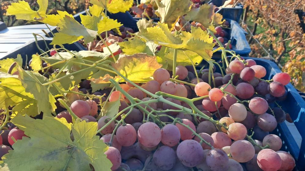 Sarigol Uzumleri Yeni Yil Sofralari Icin Pazara Indi (2)