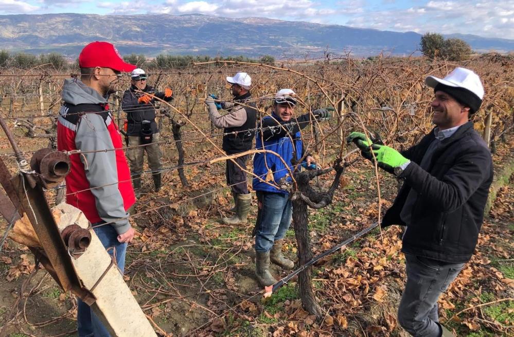 Sarigolde Baglarda Budama Mesaisinde Ureticiye Sahada Teknik Destek (1)