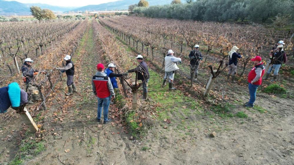 Sarigolde Baglarda Budama Mesaisinde Ureticiye Sahada Teknik Destek (2)