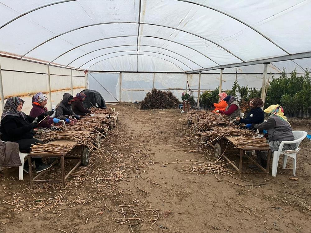 Sarigolde Tarima Genc Dokunus (3)