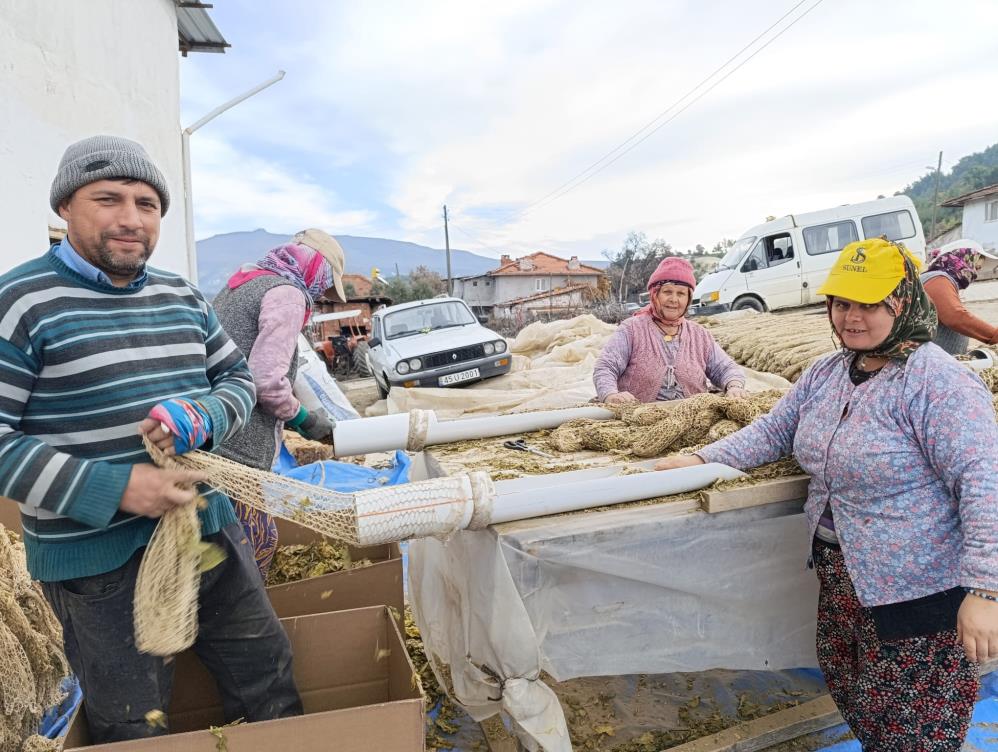 Selendi Tütünb (2)