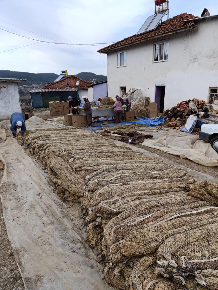 Selendi Tütünb (3)