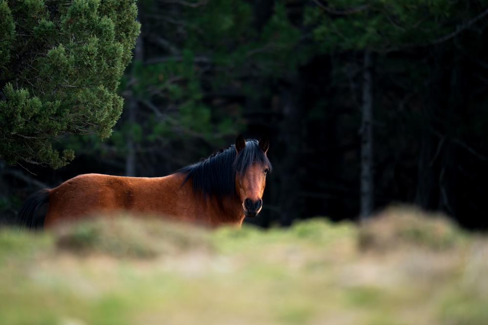 Spil Daginda Aralik Sonu Geldi Kar Yok (5)