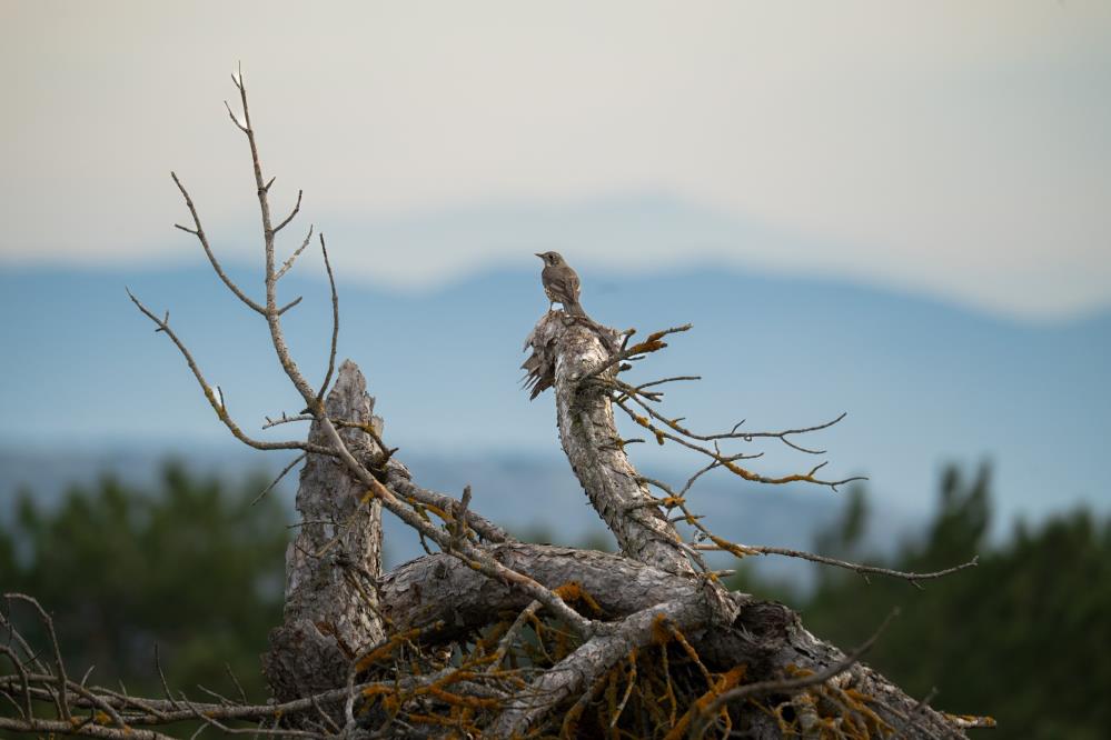 Spil Daginda Aralik Sonu Geldi Kar Yok (6)