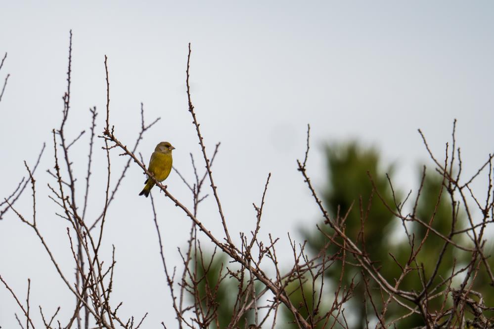 Spil Daginda Aralik Sonu Geldi Kar Yok (7)
