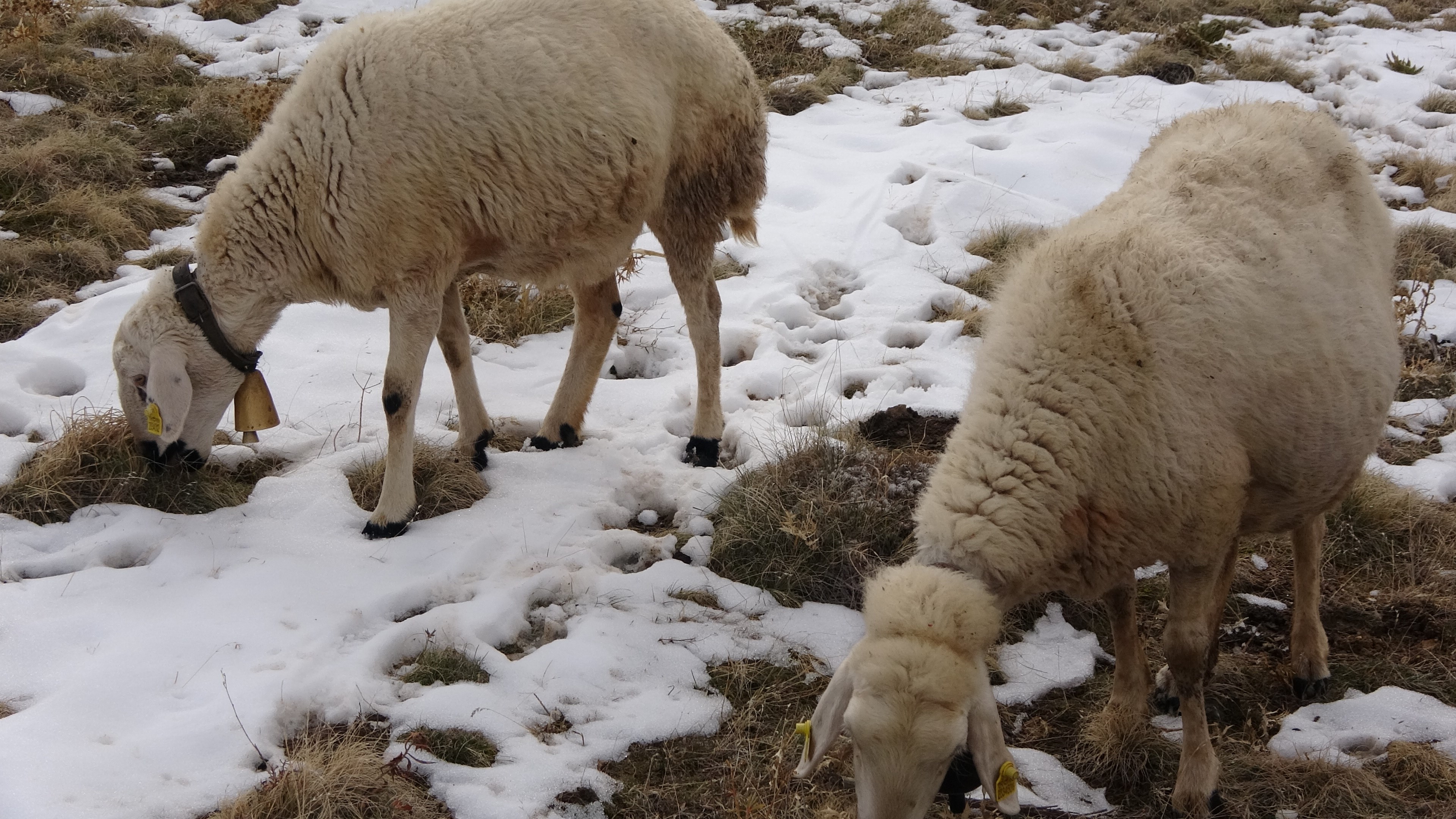 Vadeyle Aldığı Koyunlarla Servet Kurdu İbrahim Tamer’in 40 Yıllık Hayvancılık Serüveni (4)