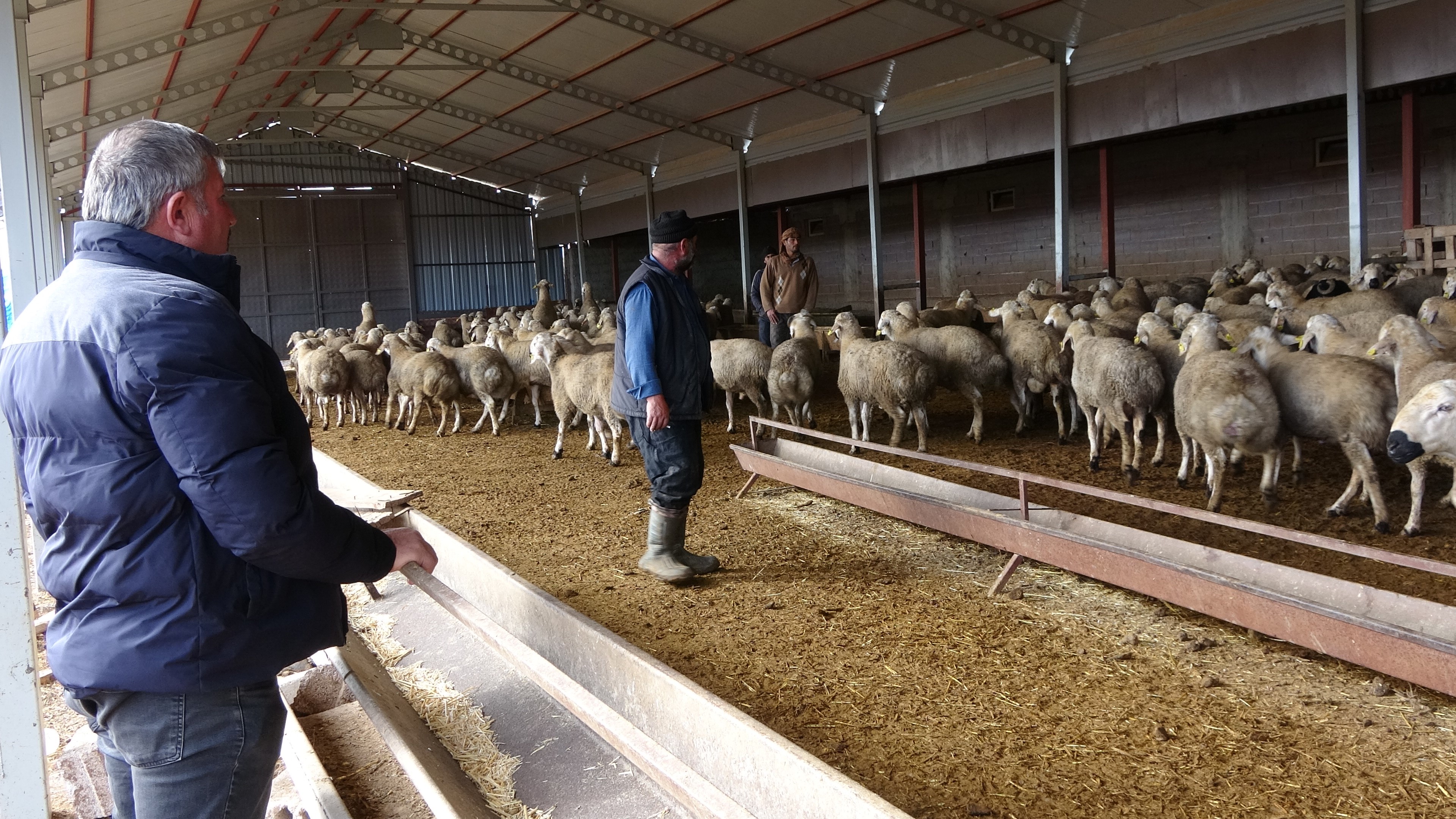 Vadeyle Aldığı Koyunlarla Servet Kurdu İbrahim Tamer’in 40 Yıllık Hayvancılık Serüveni (6)