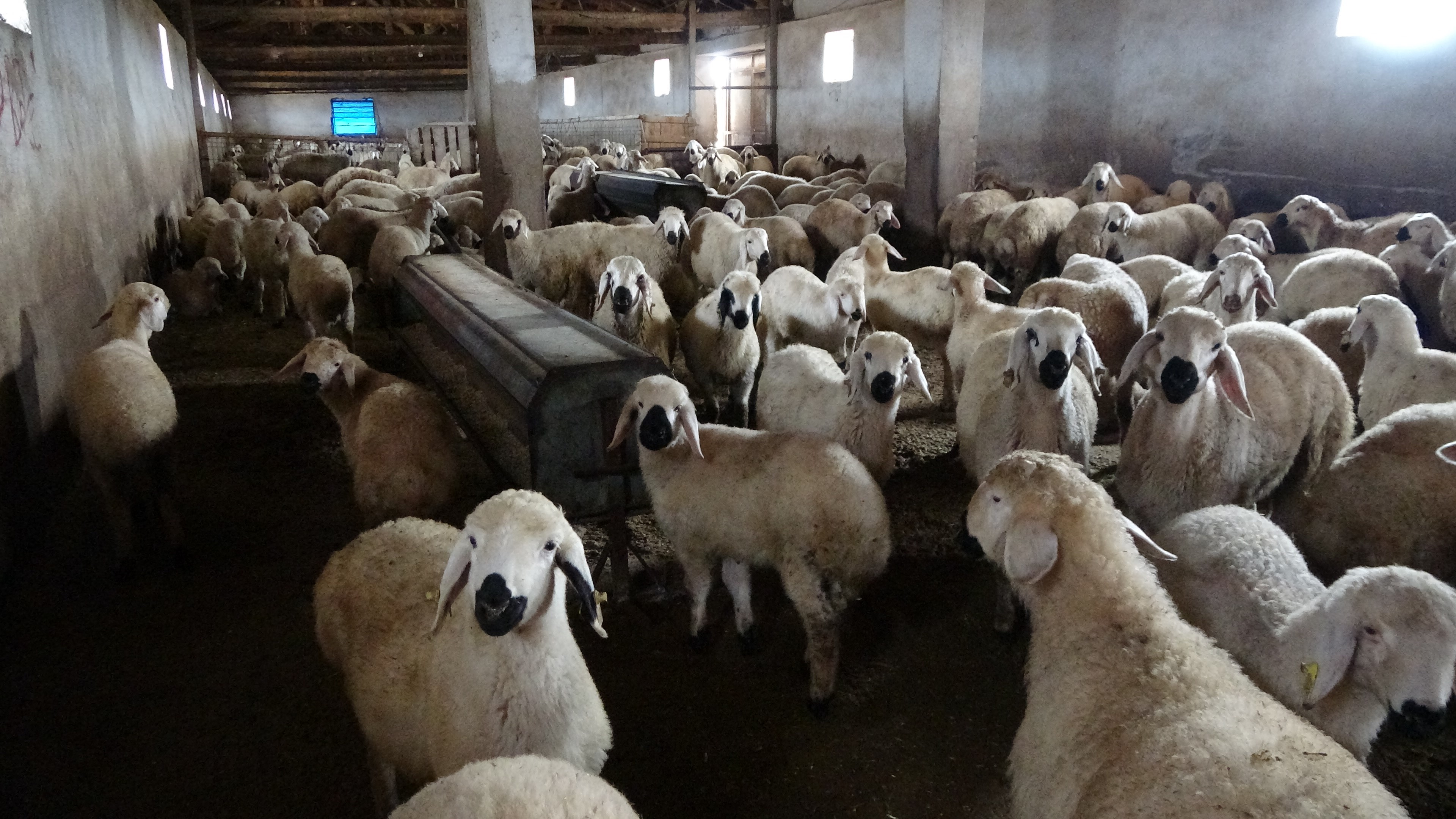 Vadeyle Aldığı Koyunlarla Servet Kurdu İbrahim Tamer’in 40 Yıllık Hayvancılık Serüveni (7)