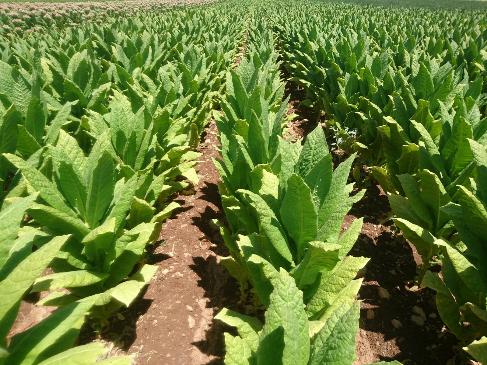 Whatsapp Image 2025 12 30 At 15.00.03Aaa