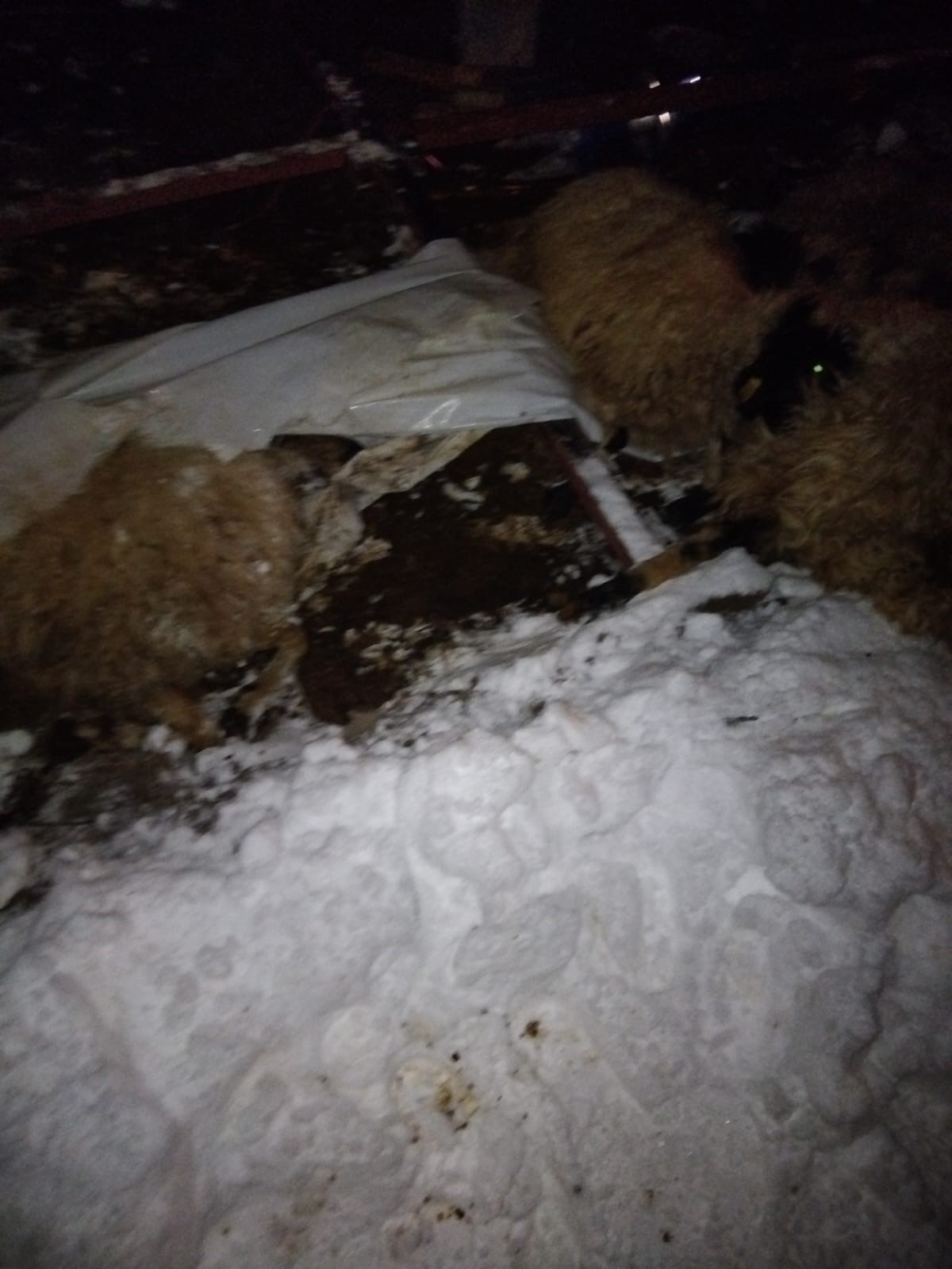 Yoğun Kar Yağışı Can Aldı Ahır Çöktü, 5 Hayvan Telef Oldu (2)