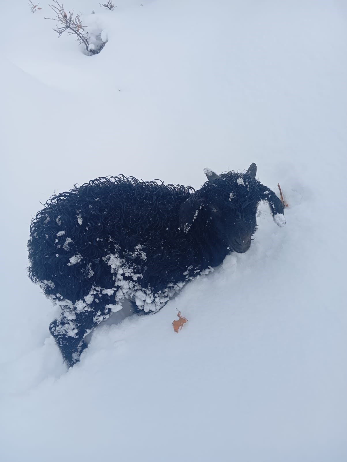 20 Yildir Ilk Kez Basima Geldi 72 Saatlik Arama Calismasi Mutlu Sonla Bitti (4)