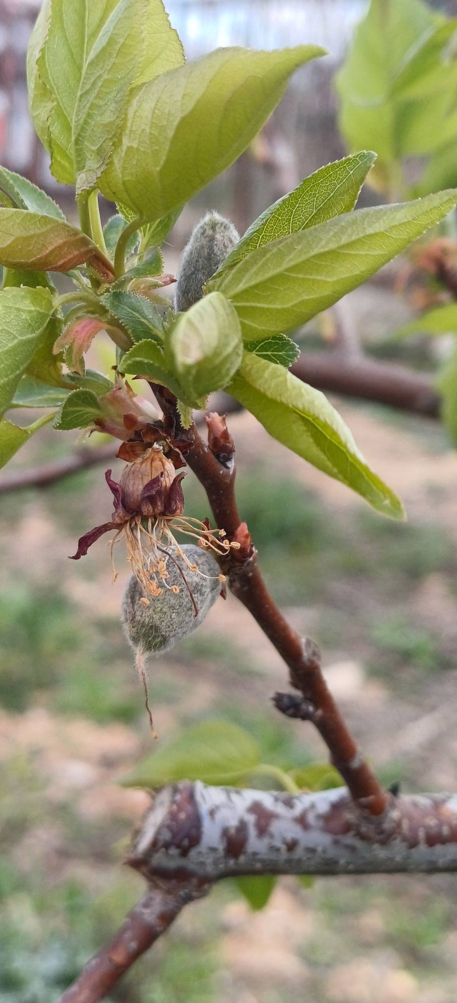 605818301 1310250654453153 1345439020394474690 N