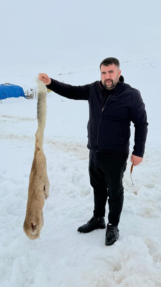 Ac Kurtlar Ciftlik Kopegini Parcaladi Geriye Sadece Postu Kaldi (2)