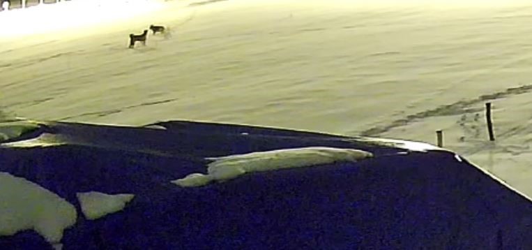 Ac Kurtlar Ciftlik Kopegini Parcaladi Geriye Sadece Postu Kaldi (3)