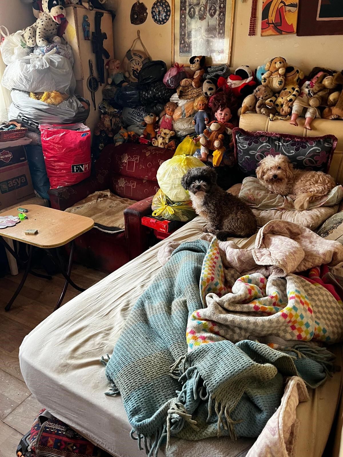 Açlık Ve Bakımsızlık Içinde Yaşam Mücadelesi 38 Köpek, 17 Kedi Kurtarıldı (2)