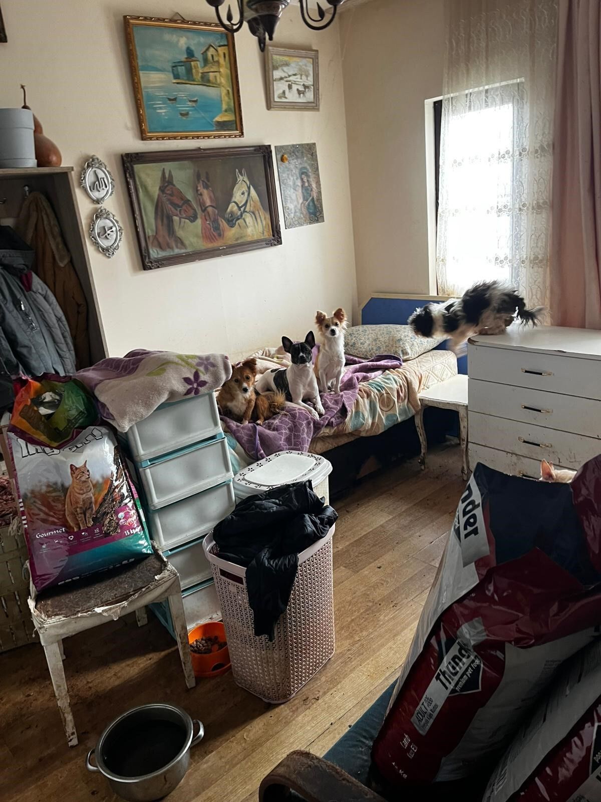 Açlık Ve Bakımsızlık Içinde Yaşam Mücadelesi 38 Köpek, 17 Kedi Kurtarıldı (4)