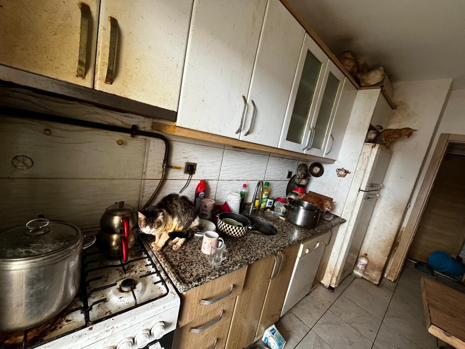 Açlık Ve Bakımsızlık Içinde Yaşam Mücadelesi 38 Köpek, 17 Kedi Kurtarıldı (8)