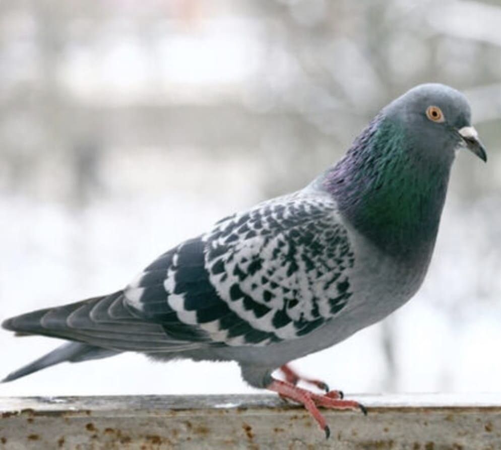 Apartman Sakinlerini Isyan Ettiren Görüntüler! Asansöre Idrarını Yaptı, Damdan Güvercinleri Çaldı (10)