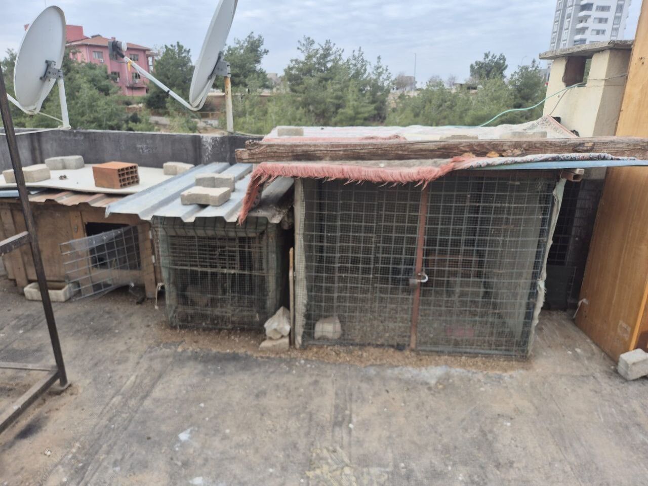 Apartman Sakinlerini Isyan Ettiren Görüntüler! Asansöre Idrarını Yaptı, Damdan Güvercinleri Çaldı (7)