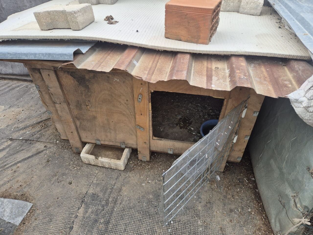 Apartman Sakinlerini Isyan Ettiren Görüntüler! Asansöre Idrarını Yaptı, Damdan Güvercinleri Çaldı (8)