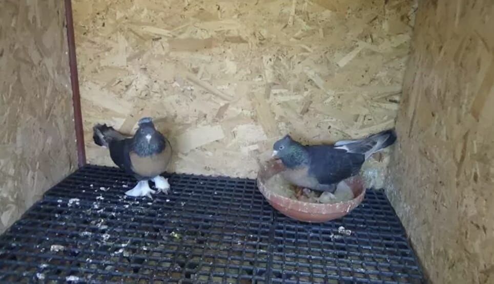 Apartman Sakinlerini Isyan Ettiren Görüntüler! Asansöre Idrarını Yaptı, Damdan Güvercinleri Çaldı (9)