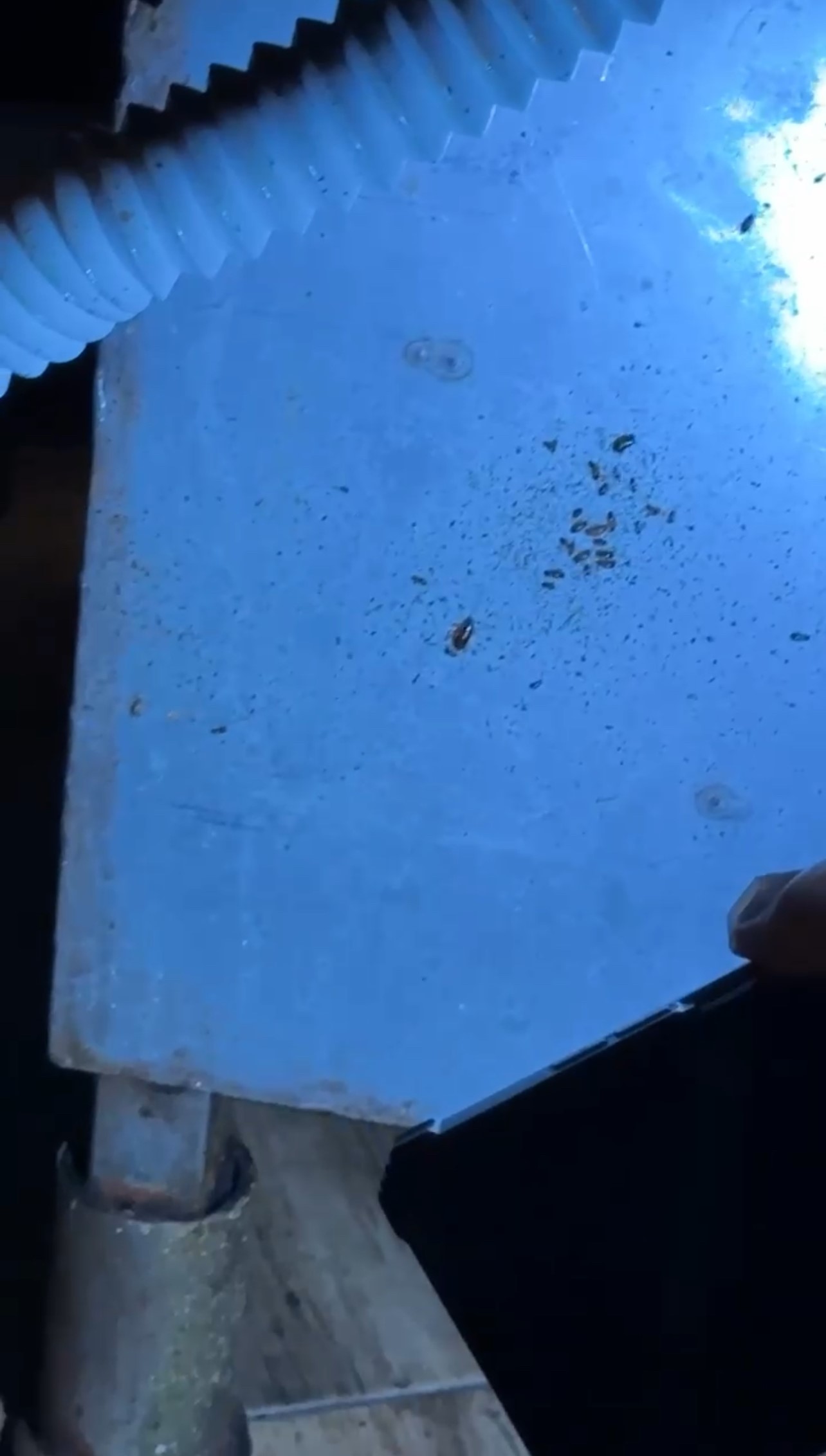 Avm Restoranlarında Mide Bulandıran Manzara Böcek Yuvaları Kamerada (8)