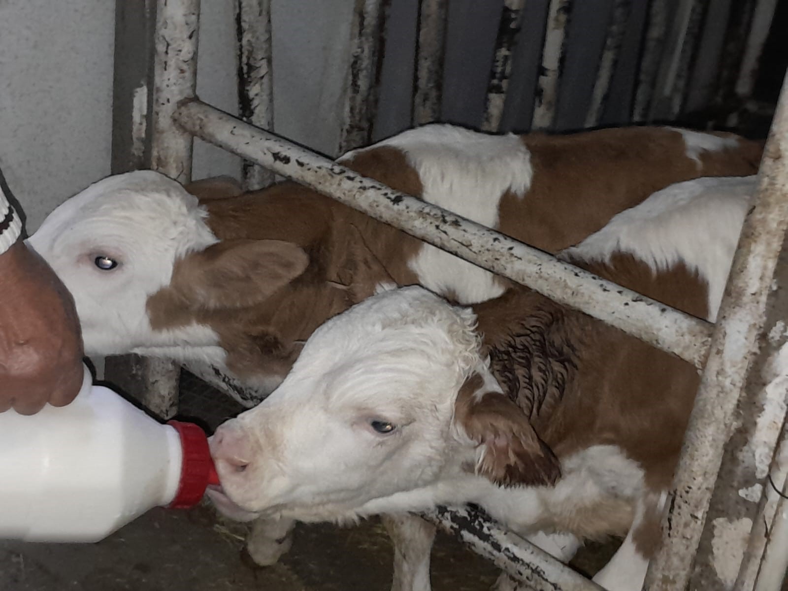 Besicinin Hayati 15 Gunde Tersine Dondu Once Kahroldu Sonra Sevincten Havalara Uctu (2)