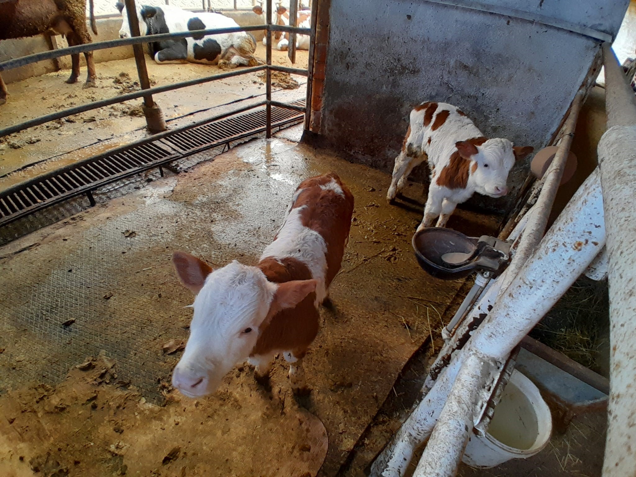 Besicinin Hayati 15 Gunde Tersine Dondu Once Kahroldu Sonra Sevincten Havalara Uctu (3)