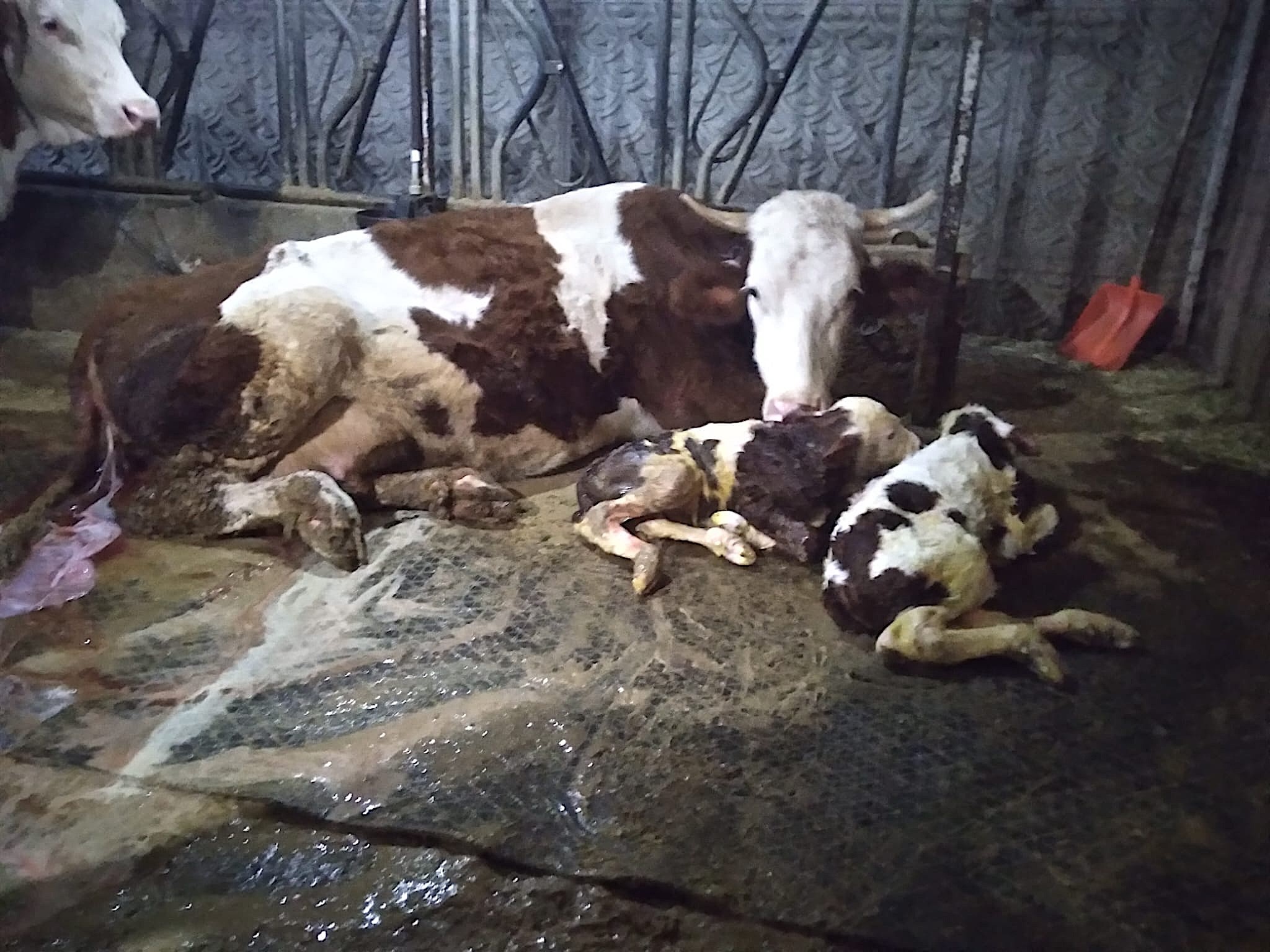 Besicinin Hayati 15 Gunde Tersine Dondu Once Kahroldu Sonra Sevincten Havalara Uctu (5)