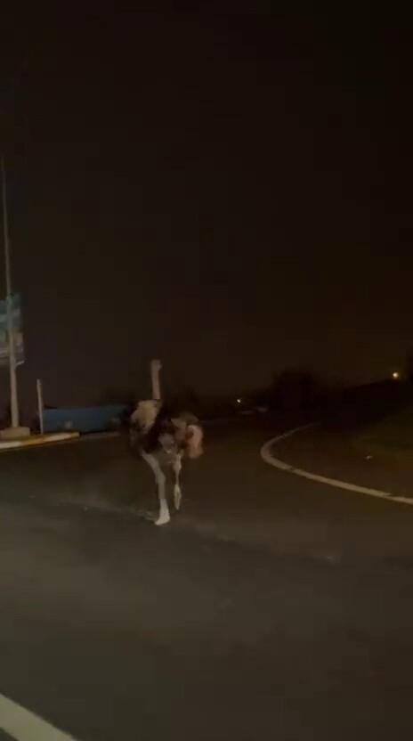 Bir Anda Yolun Ortasina Firladi Suruculere Ecel Terleri Dokturen O Anlar Kamerada (2)