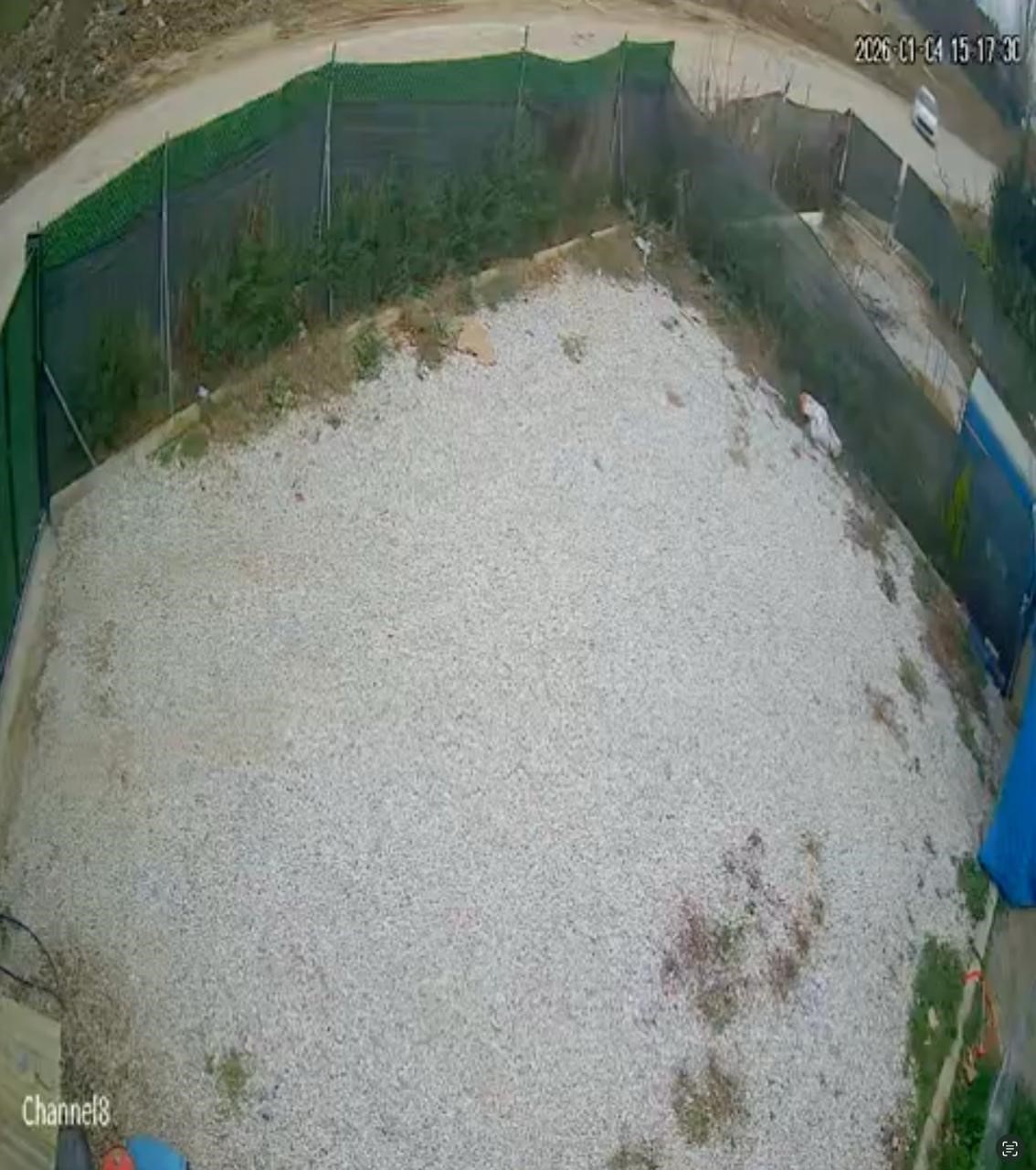 Çitleri Aşıp Bahçeye Girdi Güvenlik Kamerası Ölümden Dönüşü Kaydetti (2)