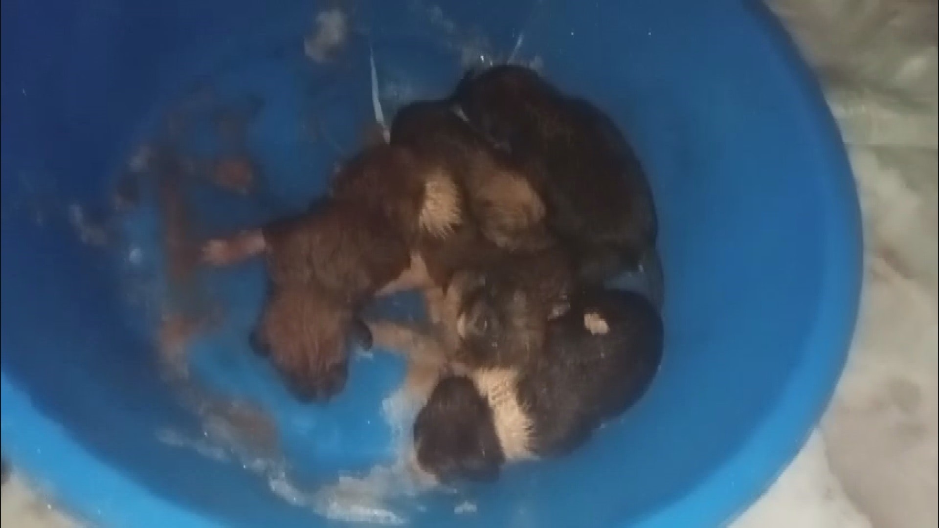 Dondurucu Soğukta Umut Operasyonu Kar Altında Mahsur Kalan Yavru Köpekler Kurtarıldı (3)