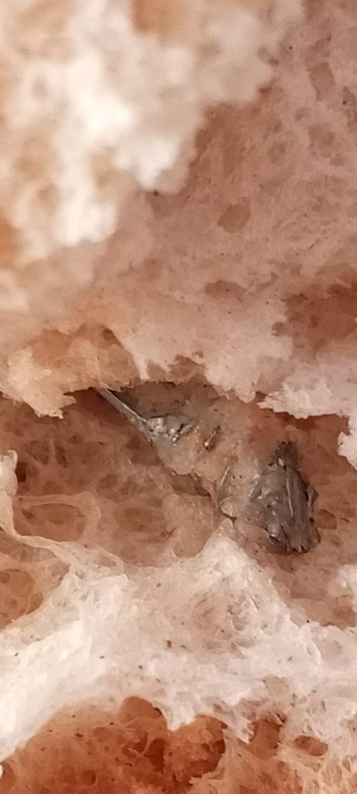 Firindan Yeni Cikmisti Ekmegin Icinden Cikan Pes Dedirtti (4)