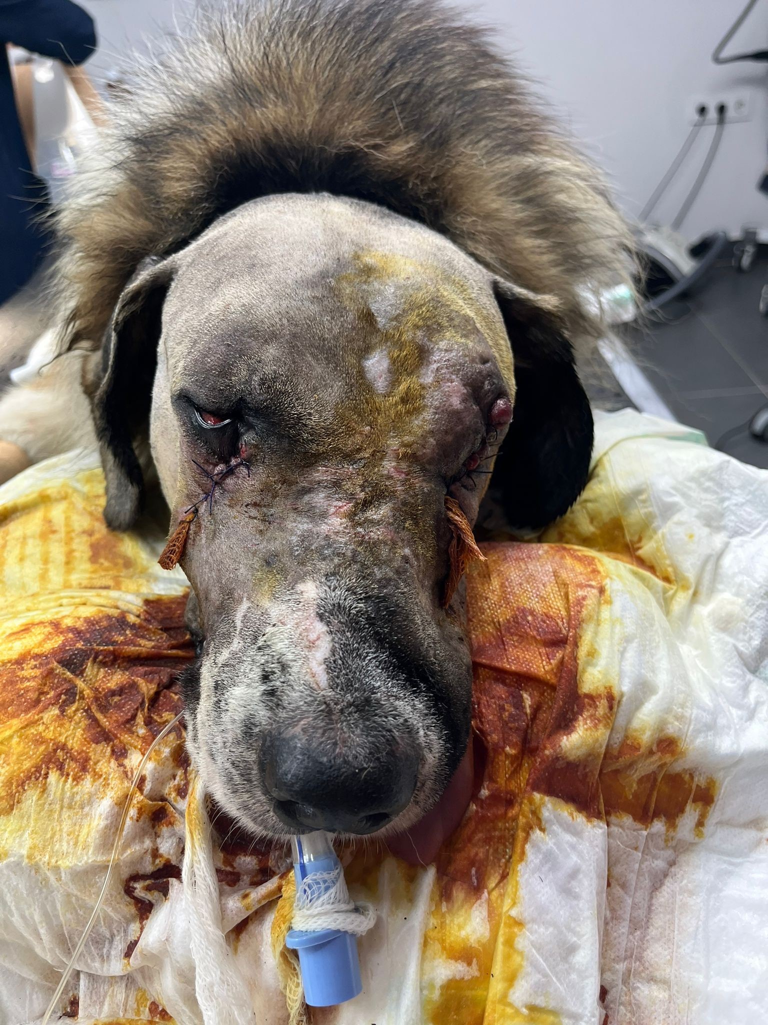 Hande Yenerin Atesi Icin Adalet Arayisi (2)