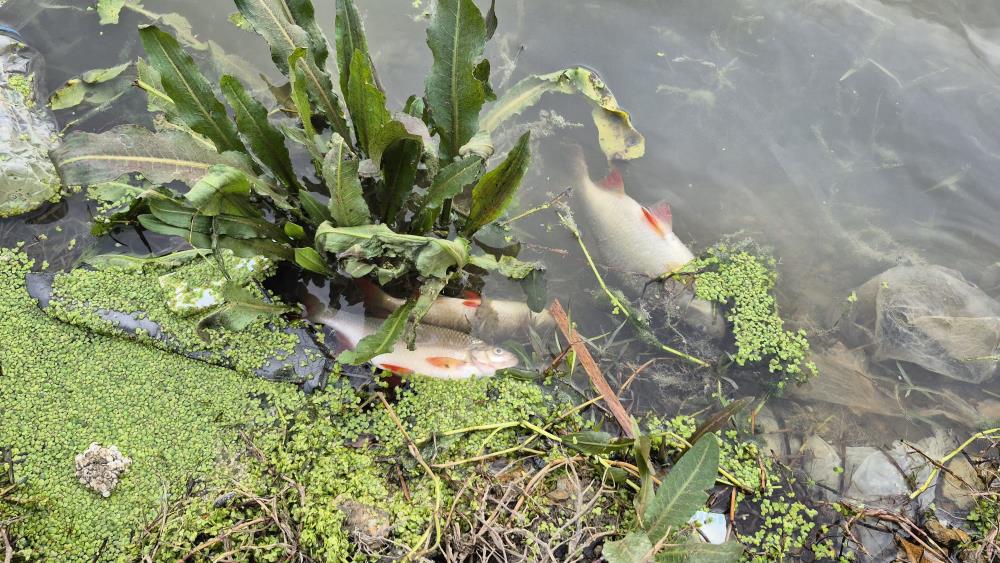 Istanbulda Alarm Golette Yosun Patlamasi Baliklar Kiyiya Vurdu (2)