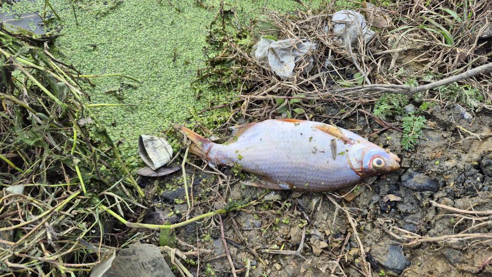 Istanbulda Alarm Golette Yosun Patlamasi Baliklar Kiyiya Vurdu (3)