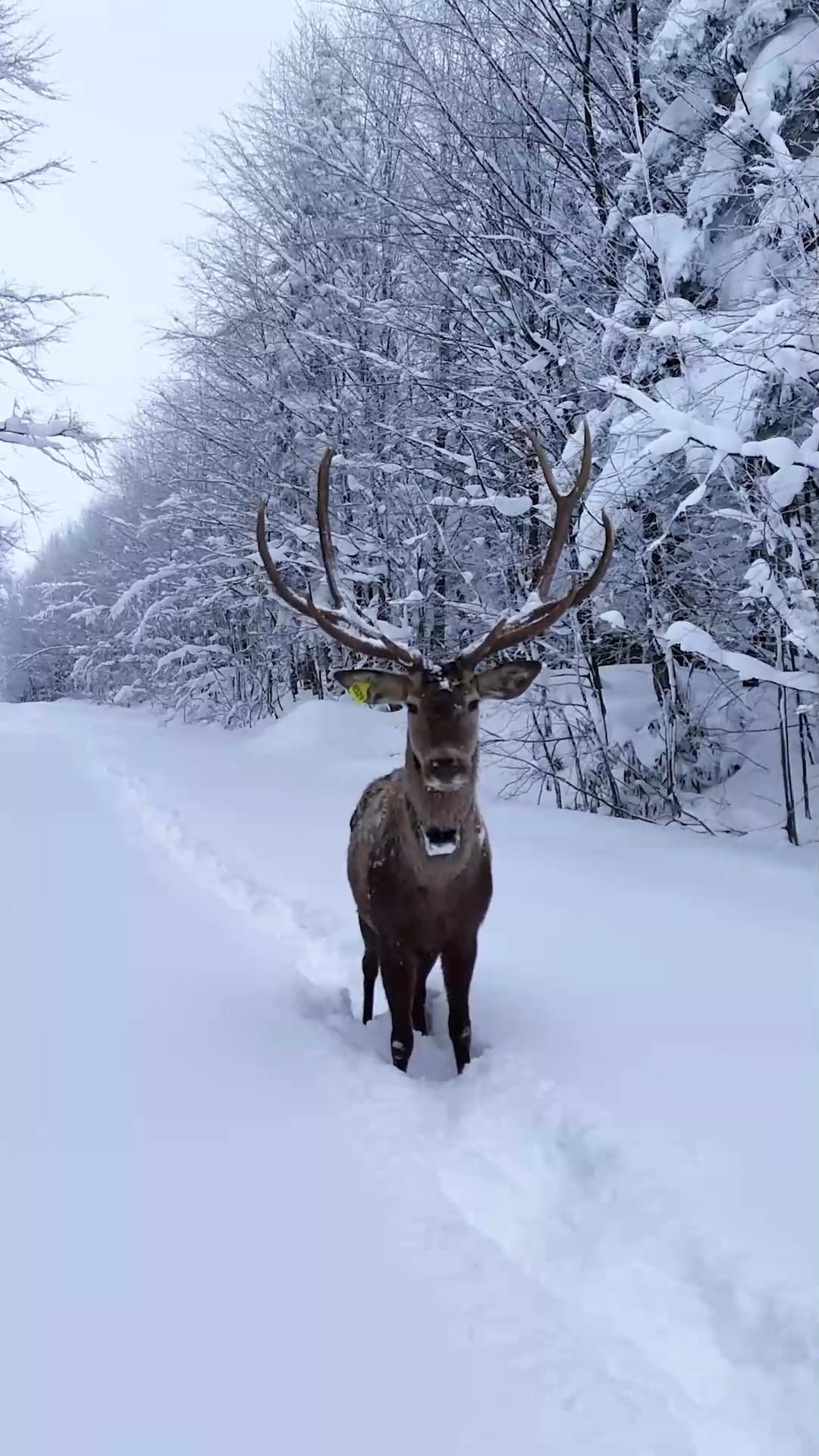 Karlarin Arasinda Suzulen O Asalet Iste Kizil Geyiklerin Kartpostallik Goruntuleri (2)