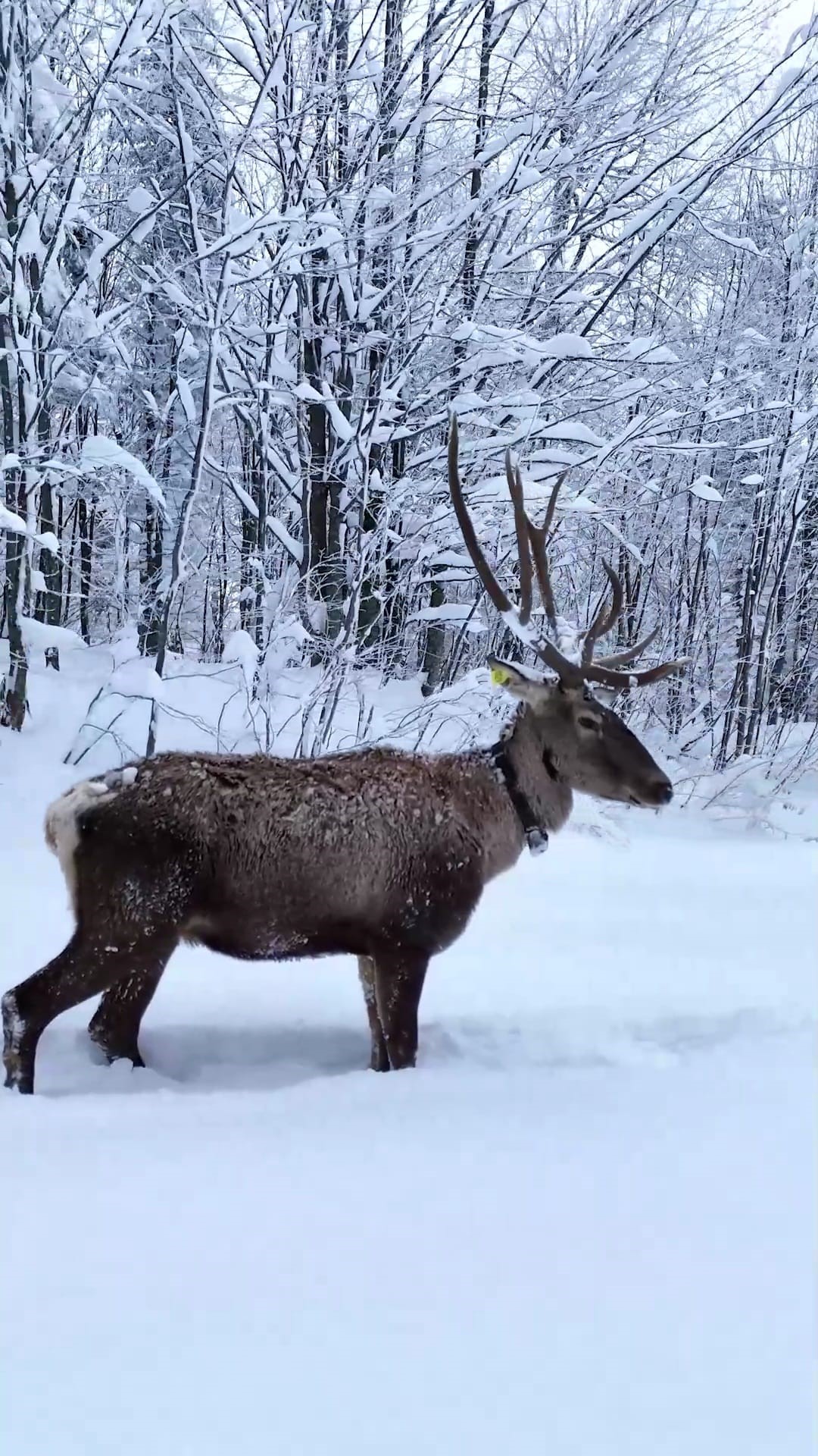 Karlarin Arasinda Suzulen O Asalet Iste Kizil Geyiklerin Kartpostallik Goruntuleri (4)