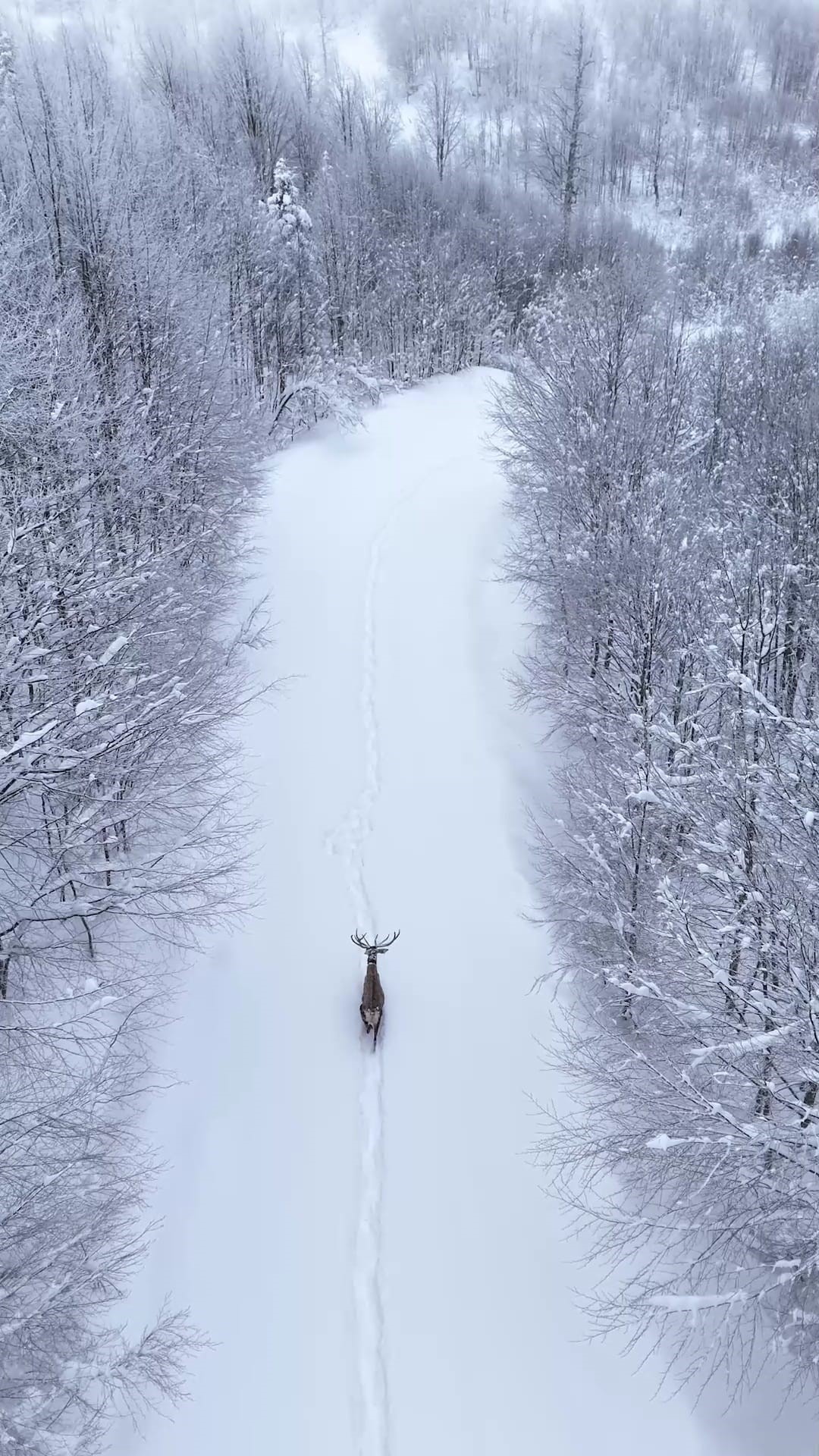 Karlarin Arasinda Suzulen O Asalet Iste Kizil Geyiklerin Kartpostallik Goruntuleri (5)