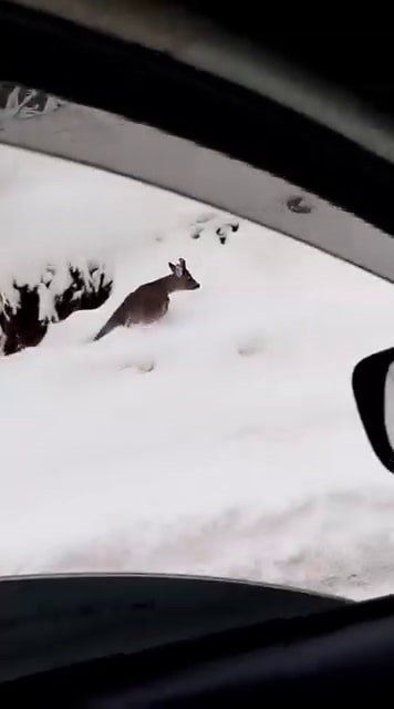 Karlı Yolda Beklenmedik Misafir Karaca Aracın Önüne Indi, O Anlar Kamerada (2)