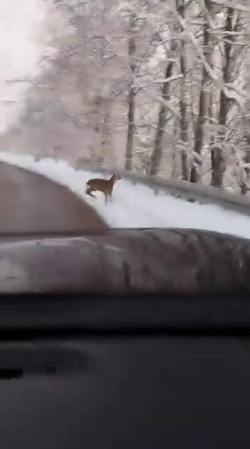 Karlı Yolda Beklenmedik Misafir Karaca Aracın Önüne Indi, O Anlar Kamerada (4)