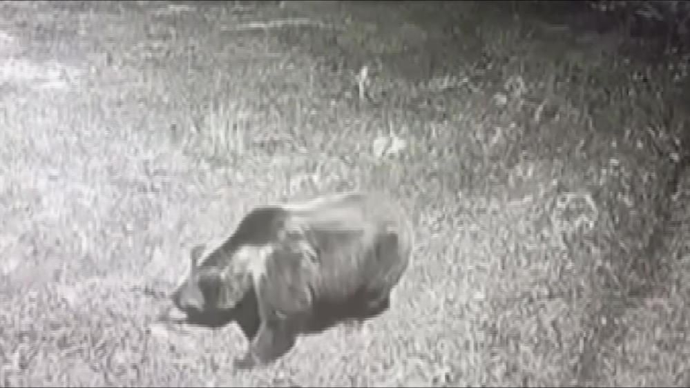 Kis Uykusuna Yatmayan Ayi Koyde Panige Neden Oldu (1)-1