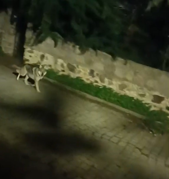 Korku Dolu Anlar Gece Yarısı Kurt Sürüsü Görüntülendi (2)