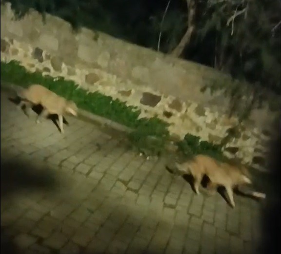 Korku Dolu Anlar Gece Yarısı Kurt Sürüsü Görüntülendi (3)